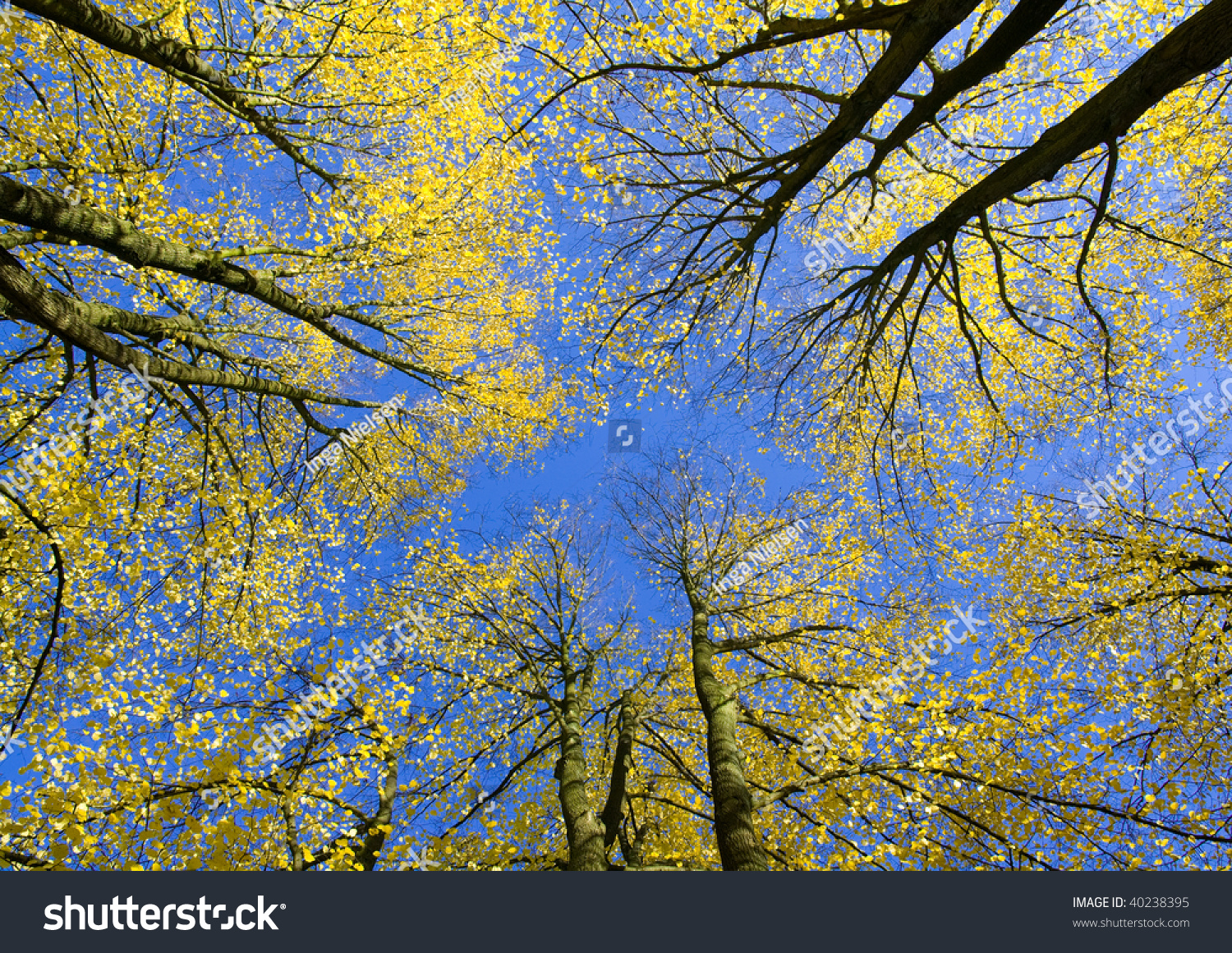 Upward view of autumn trees with yellow leaves against blue sky #40238395