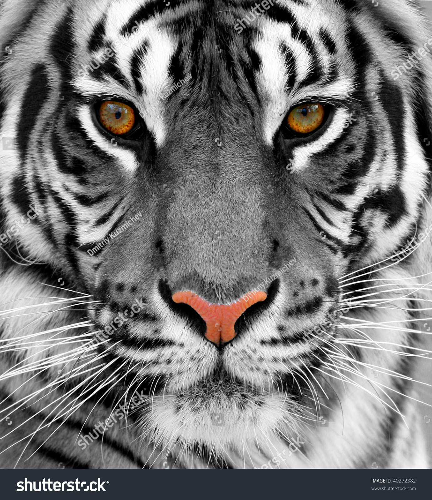 Close up of a tiger #40272382