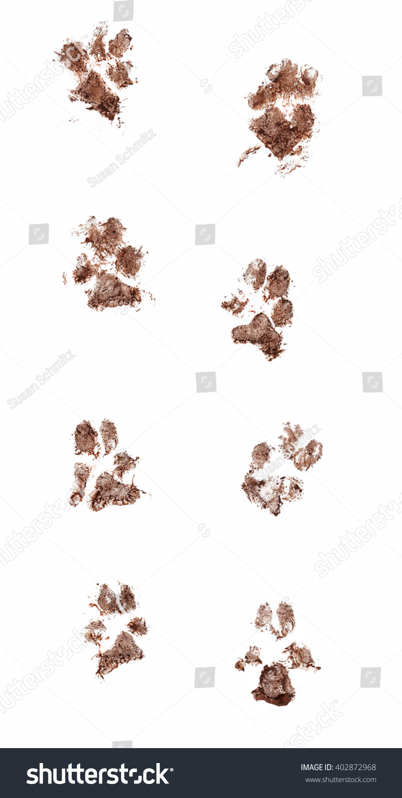 Line of dirty dog paw prints made with real mud. Isolated on white background #402872968