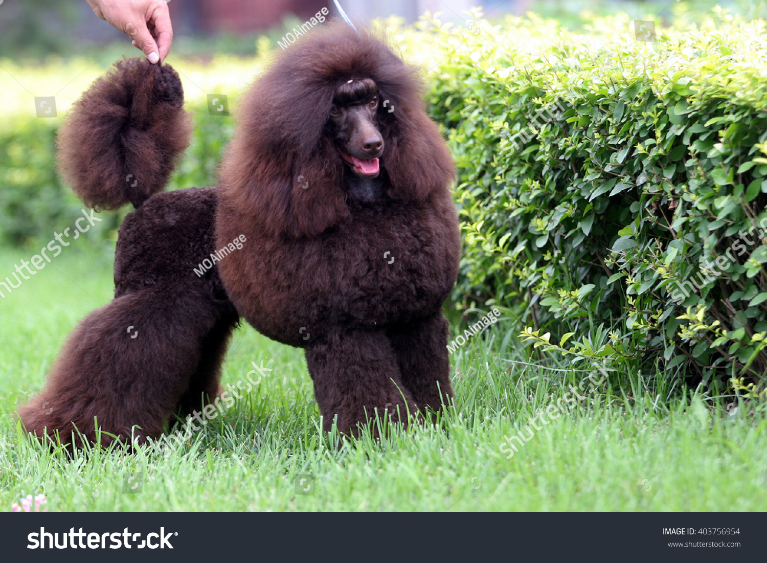 The  purebred big poodle dog portrait  in outdoors #403756954