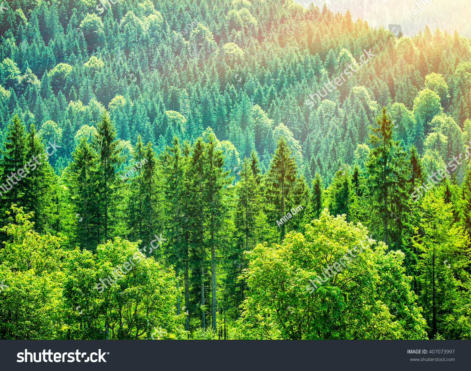 Green tree forest background, beautiful bird eye view on fresh pines in the morning sun light, Europe, Germany, Alpine mountains #407073997
