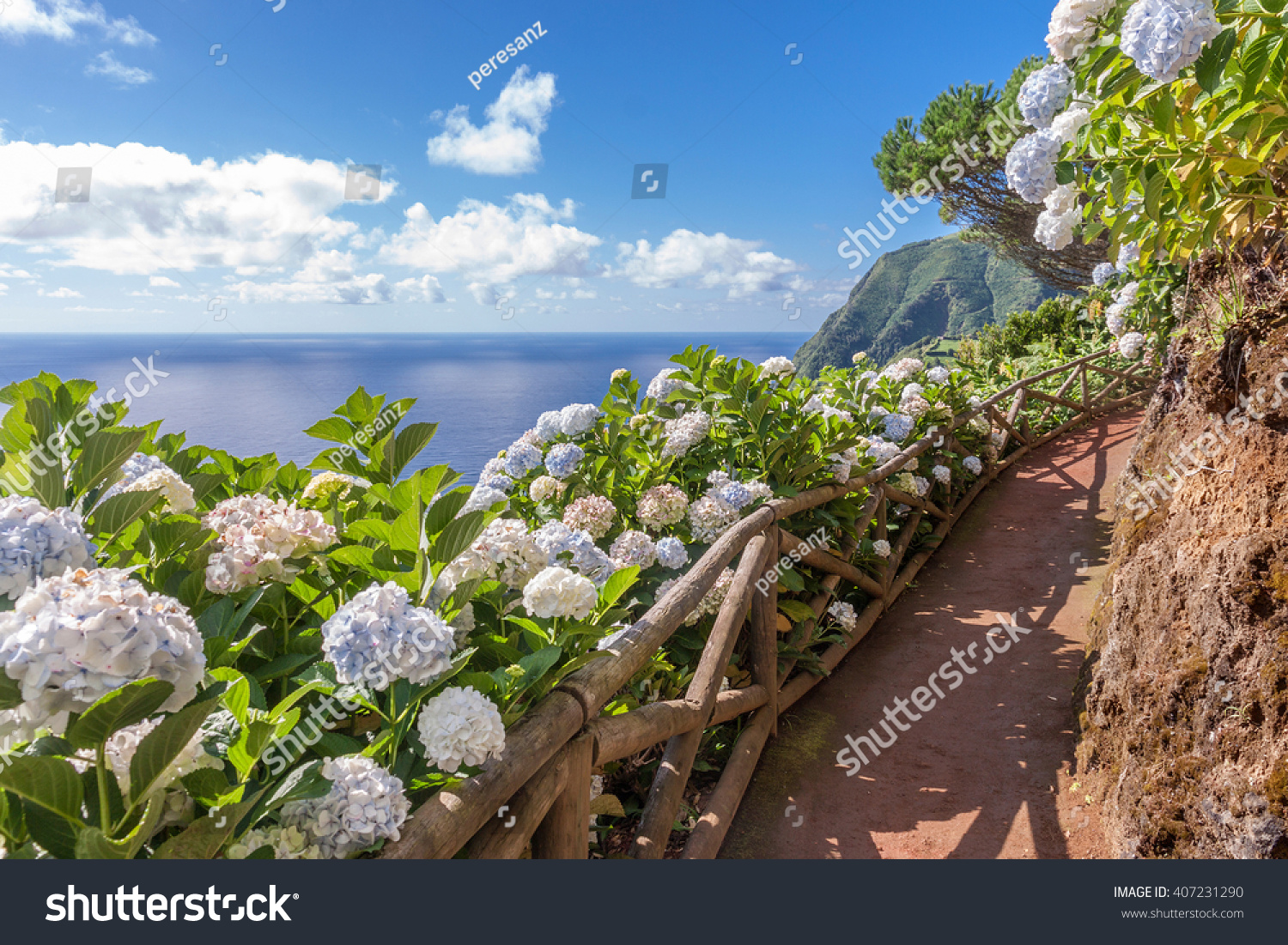 Coastal path with hydrangea in Sao Miguel, Azores Islands #407231290