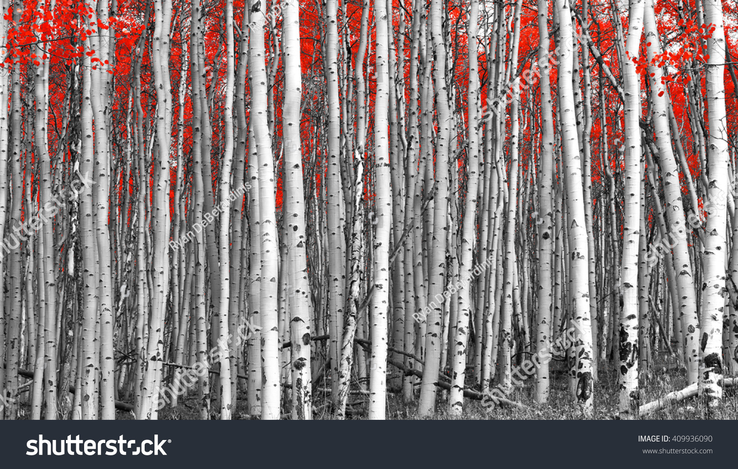 Red leaves in a black and white forest landscape #409936090