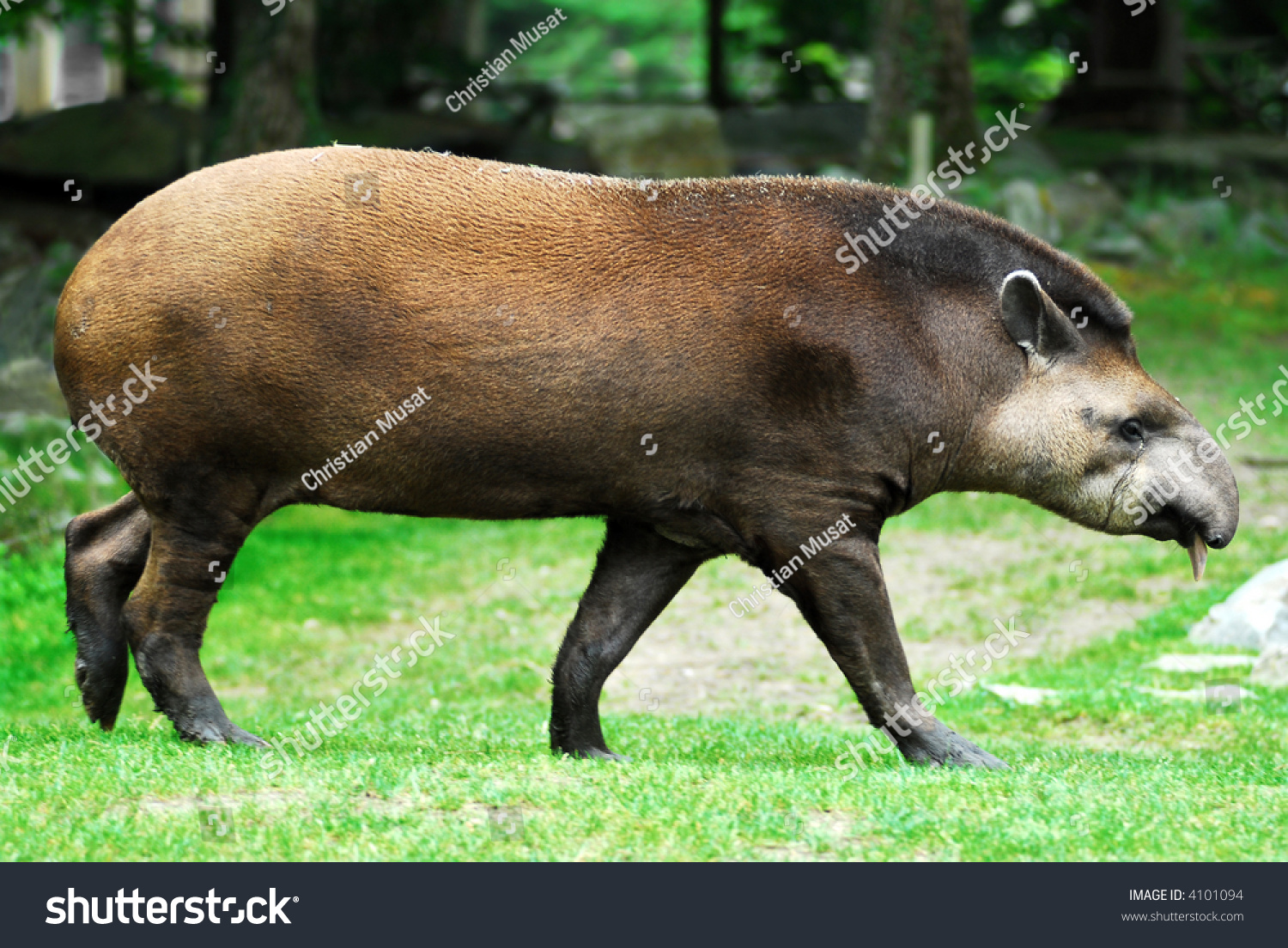 tapir walking #4101094