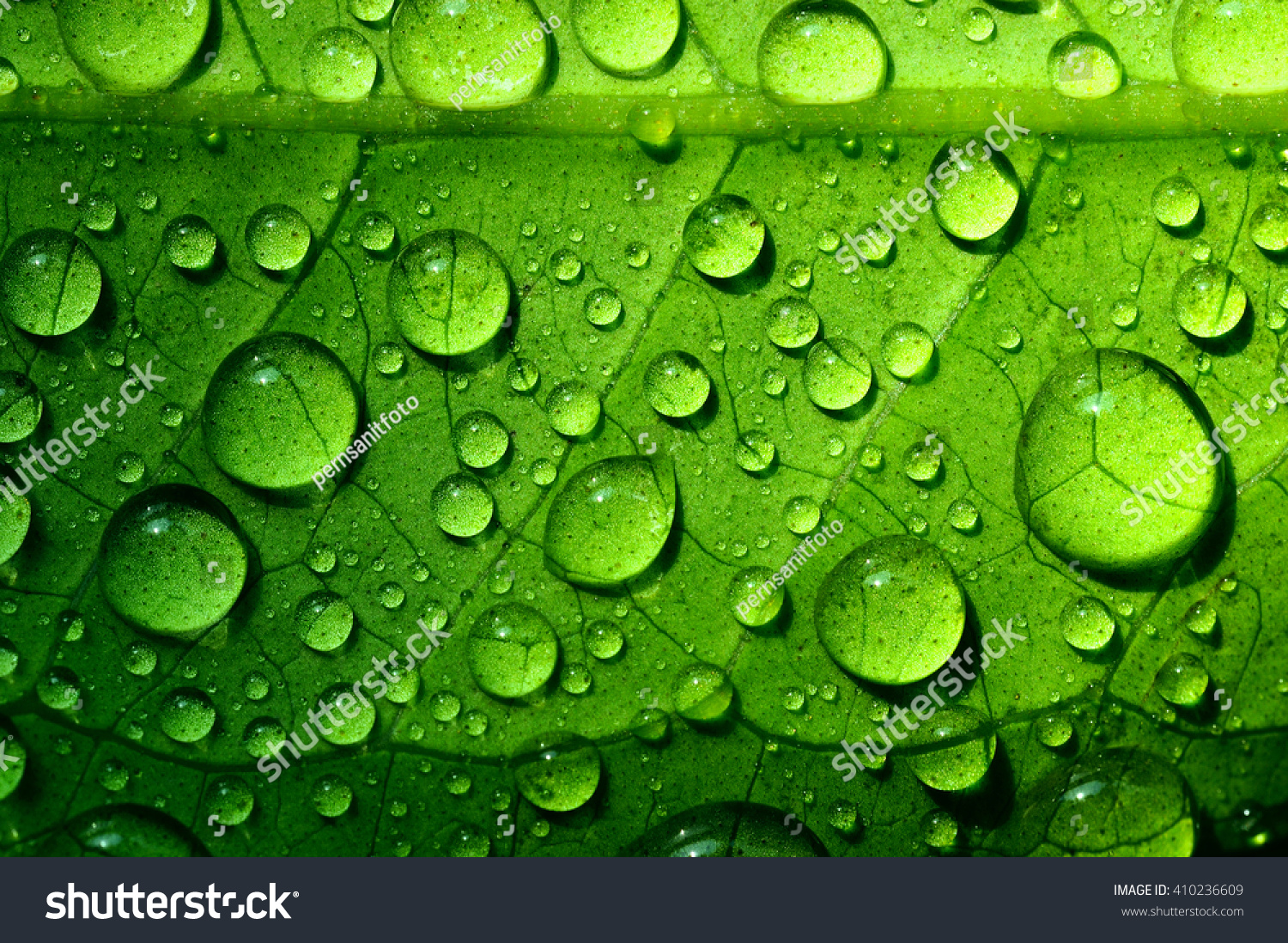 Beautiful green leaf texture with drops of water #410236609
