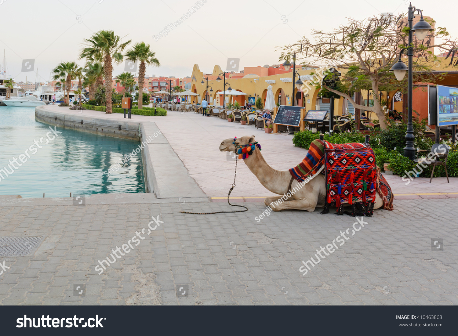 Decorated camel lying on the background of the sea and promenade in marina #410463868