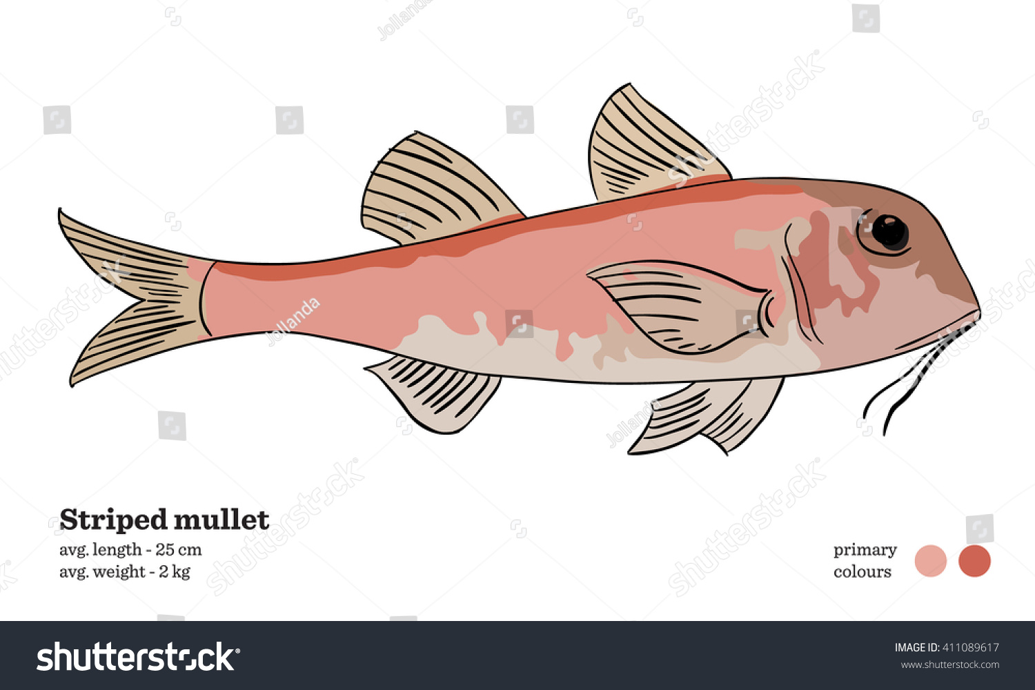 Striped mullet fish vector illustration - Royalty Free Stock Vector ...