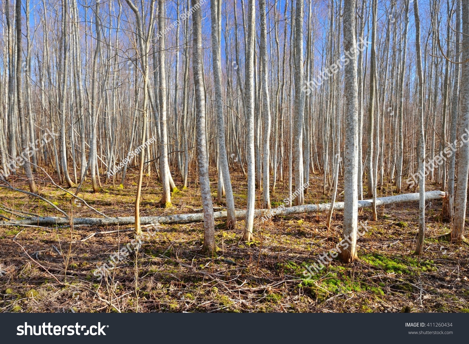 Aspen forest in the early spring in Estonia #411260434