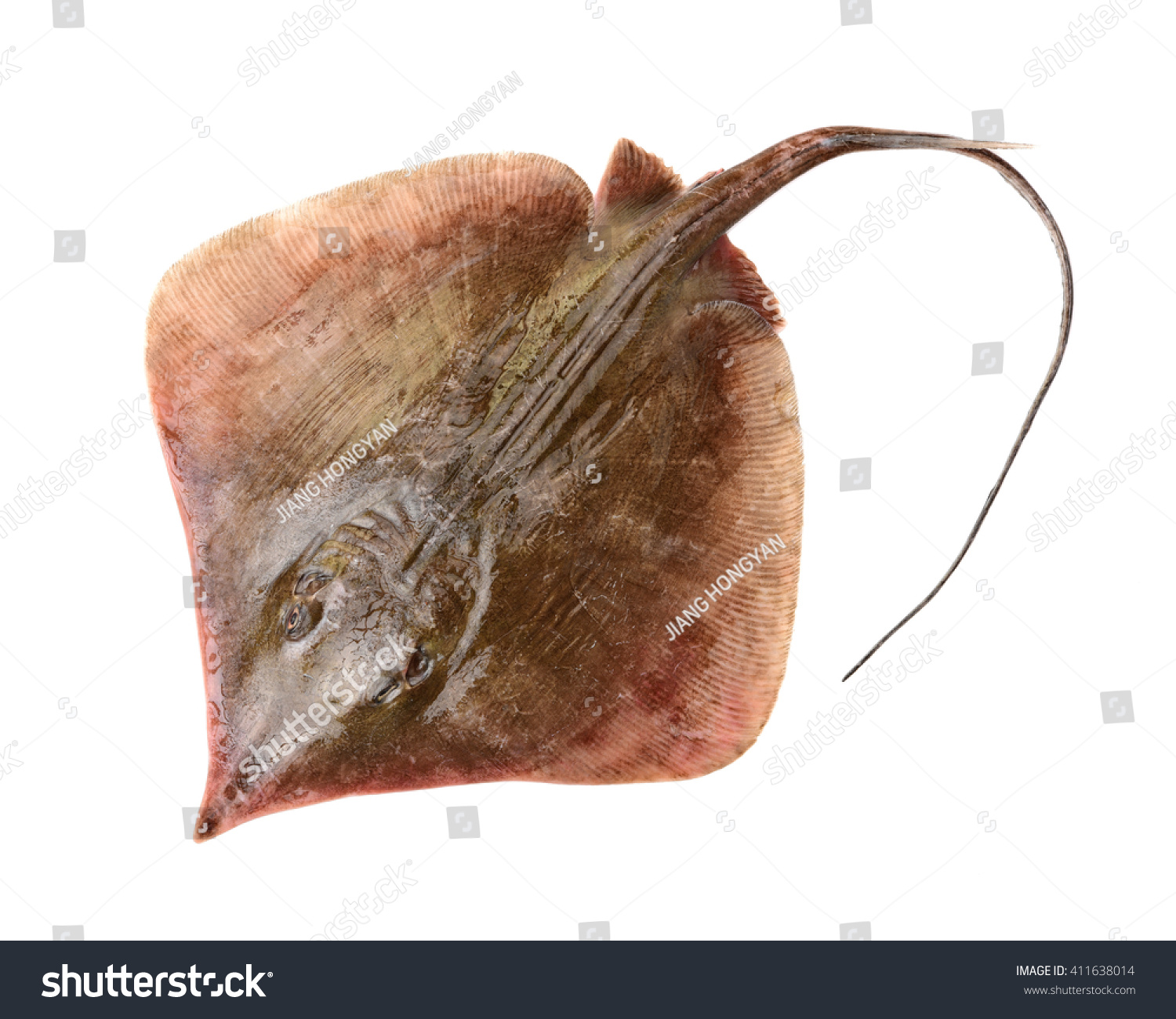 Fresh ray fish isolated on white background #411638014