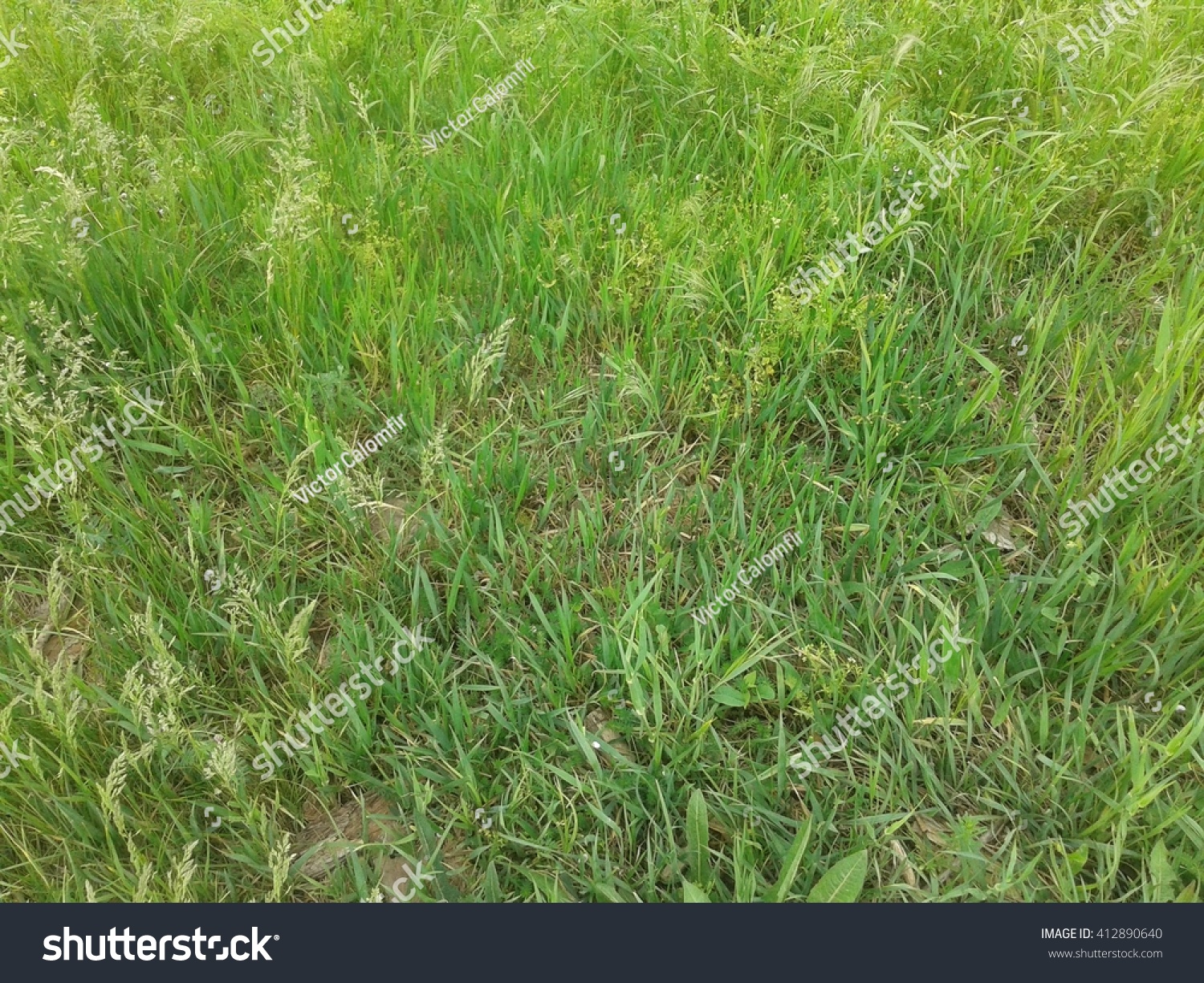 Background of a green grass. Green grass texture #412890640