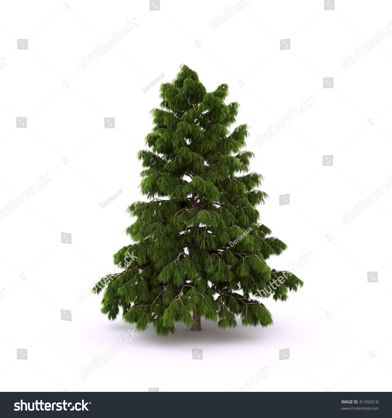 Pine on the white background #41392018