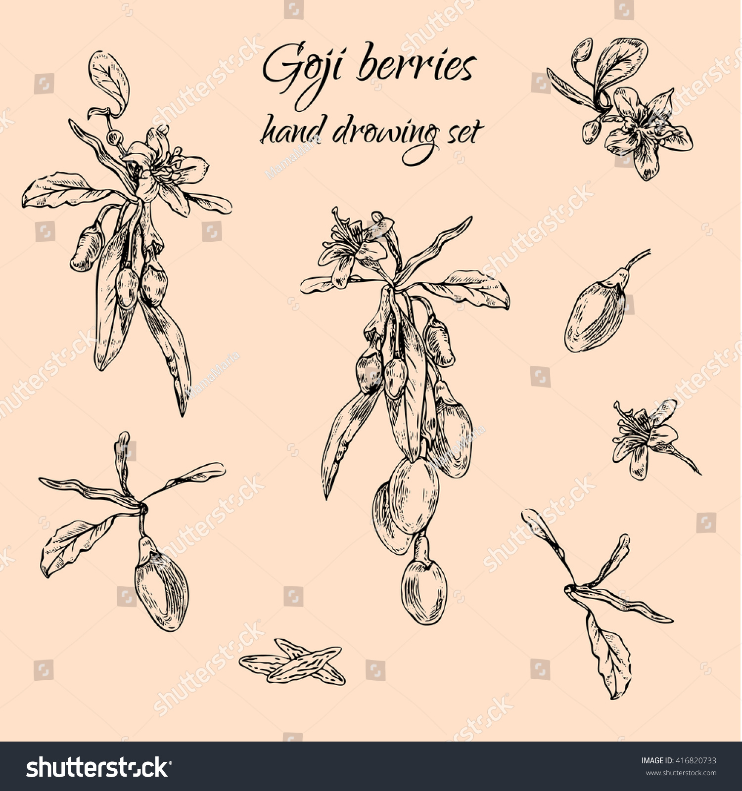 Hand drawn goji berries monochrome set.  Engraving illustration.  Nature organic super-foods design elements.  Vector illustration  #416820733