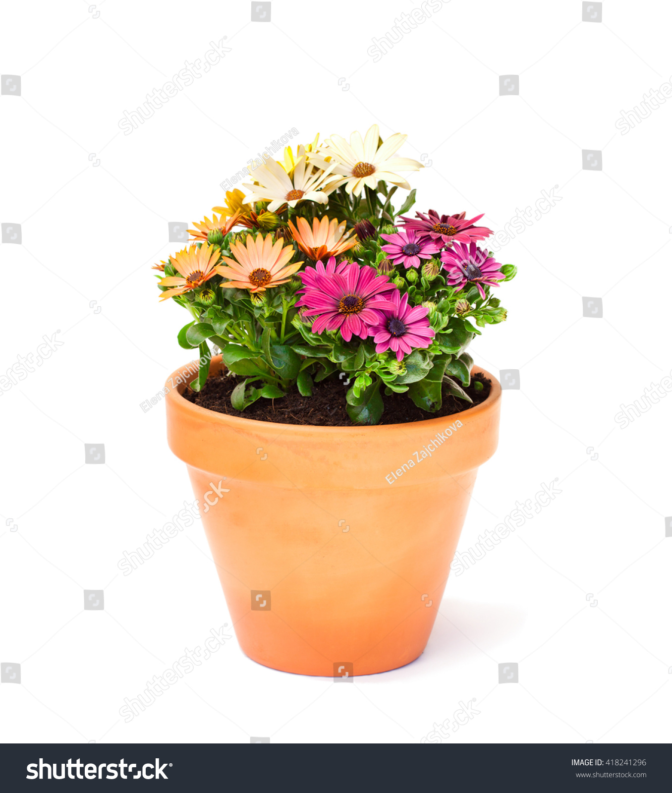 Colorful  cape daisy flowers in a ceramic flowerpot isolated  #418241296