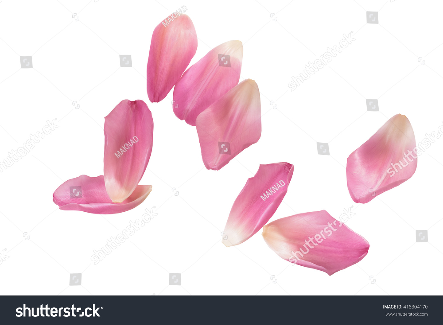 Pink tulip petals on white background with clipping path #418304170