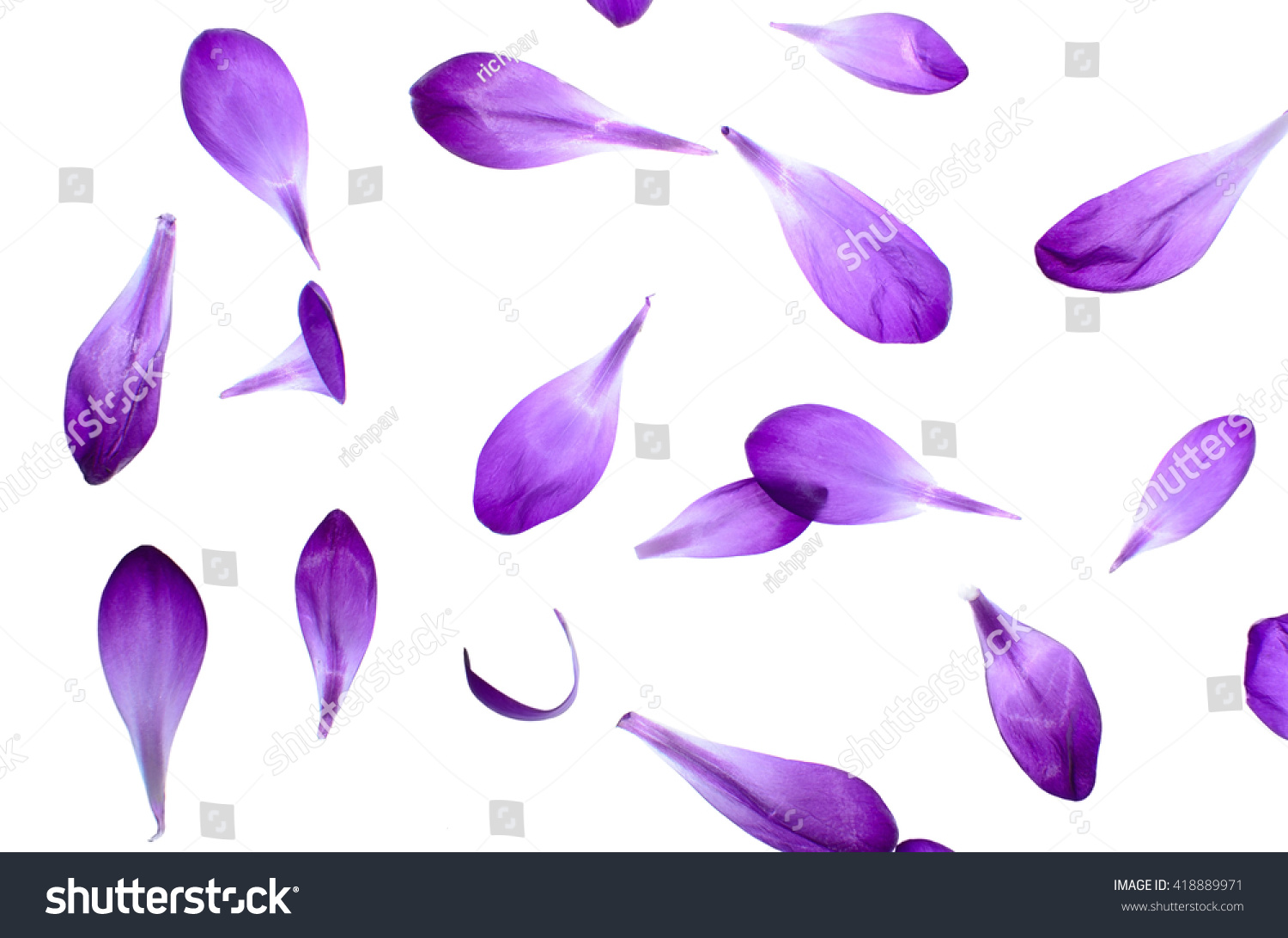Purple petals isolated on white background, natural pattern. #418889971
