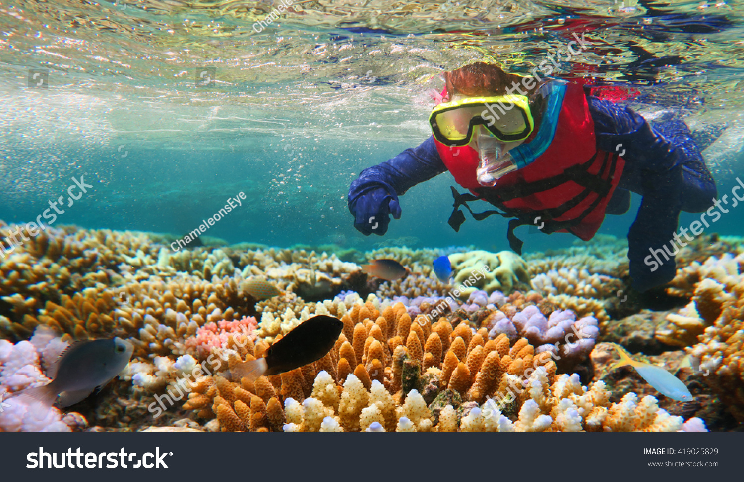 Child (girl age 5-6) snorkeling and dive with life jacket vest and Lycra protection suit in the Great Barrier Reef in the tropical far north of Queensland, Australia. Real people. Copy space