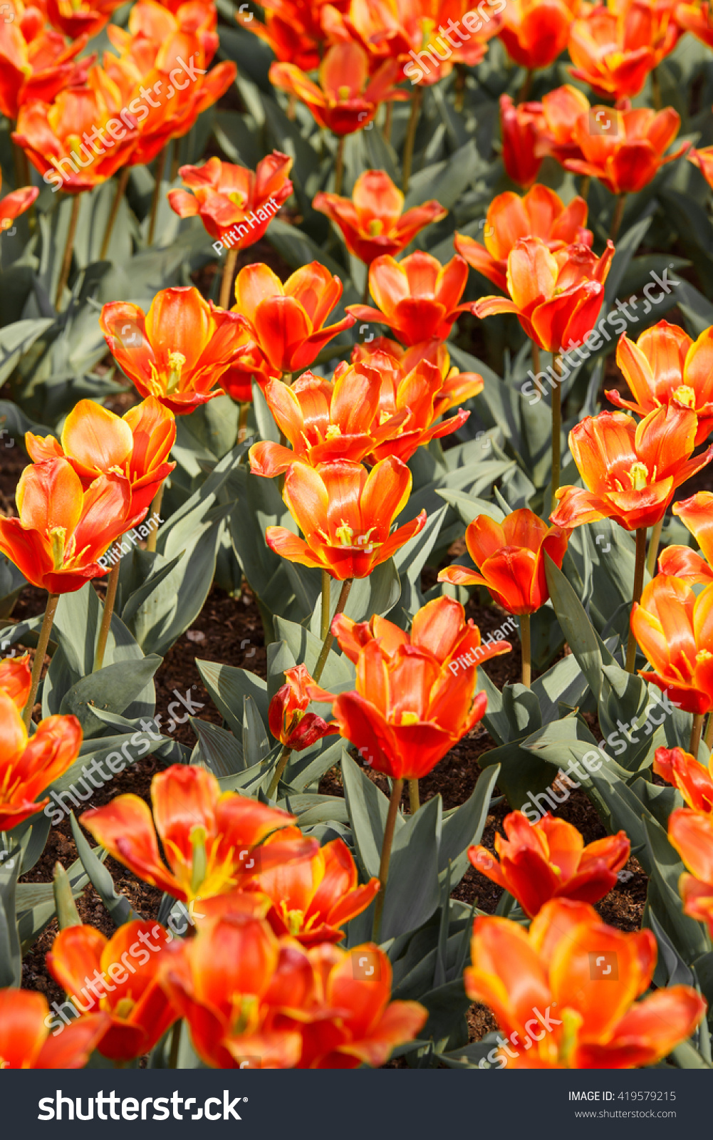 Nature background of orange tulips - Keukenhof, Netherlands #419579215