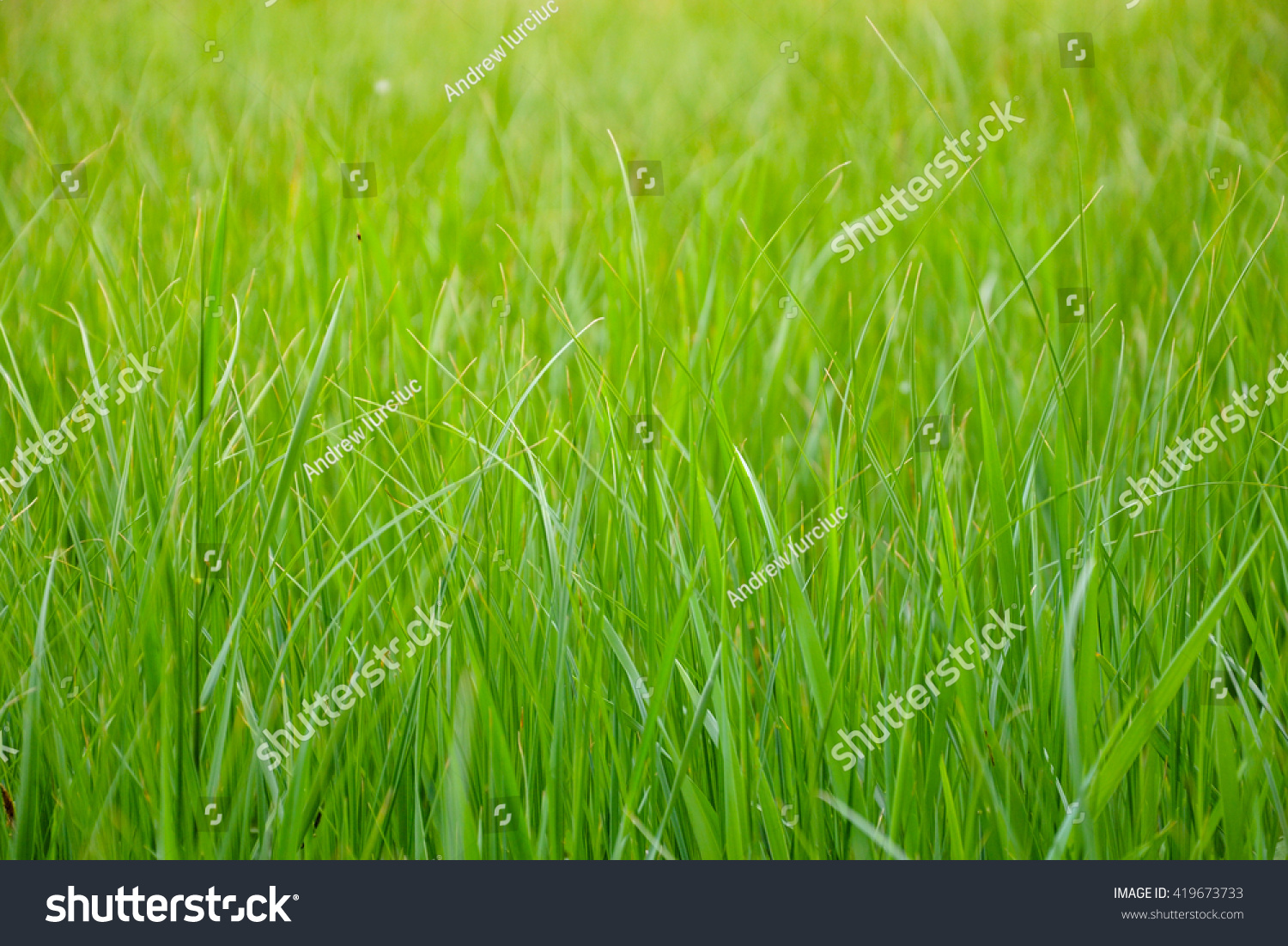 Beautiful grass #419673733