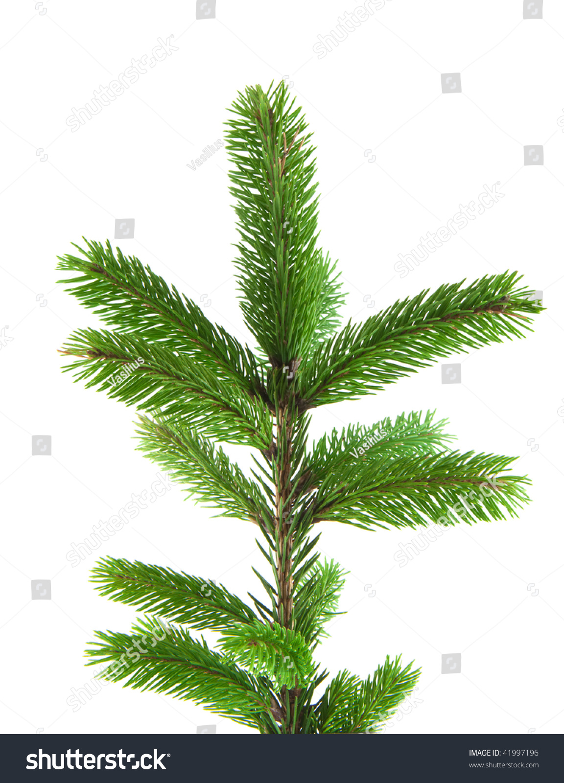 Pine fur tree branch isolated on white for Christmas decoration #41997196