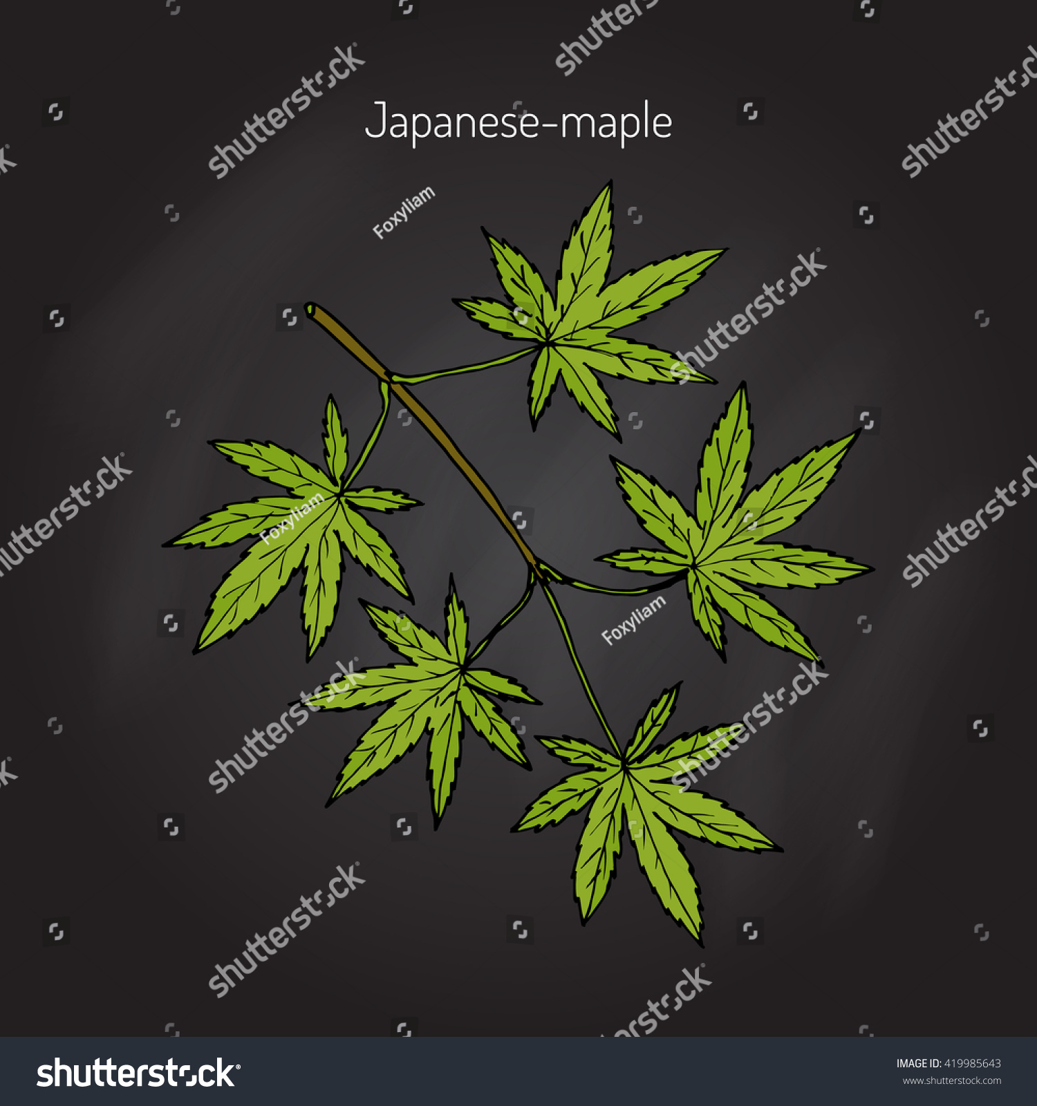 Acer Japonicum Amur Maple Japanese Maple Or Royalty Free Stock Vector 419985643 9190