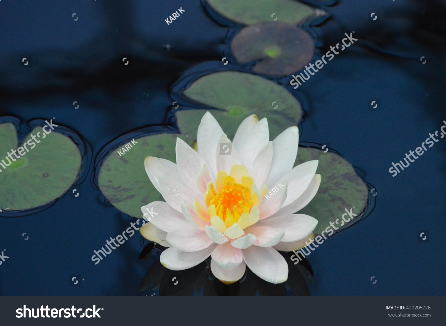 Water Lily #420205726