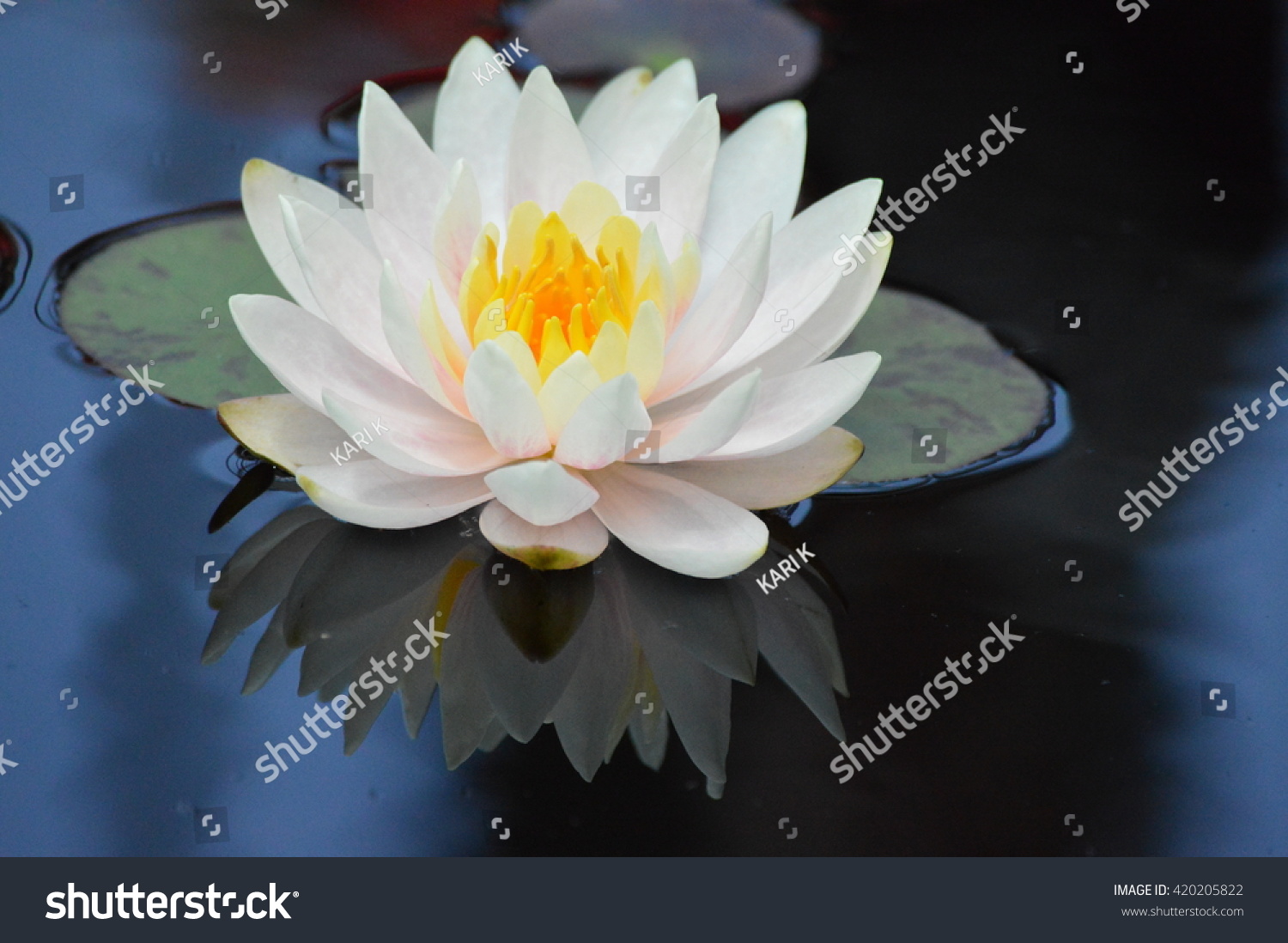 Water Lily #420205822