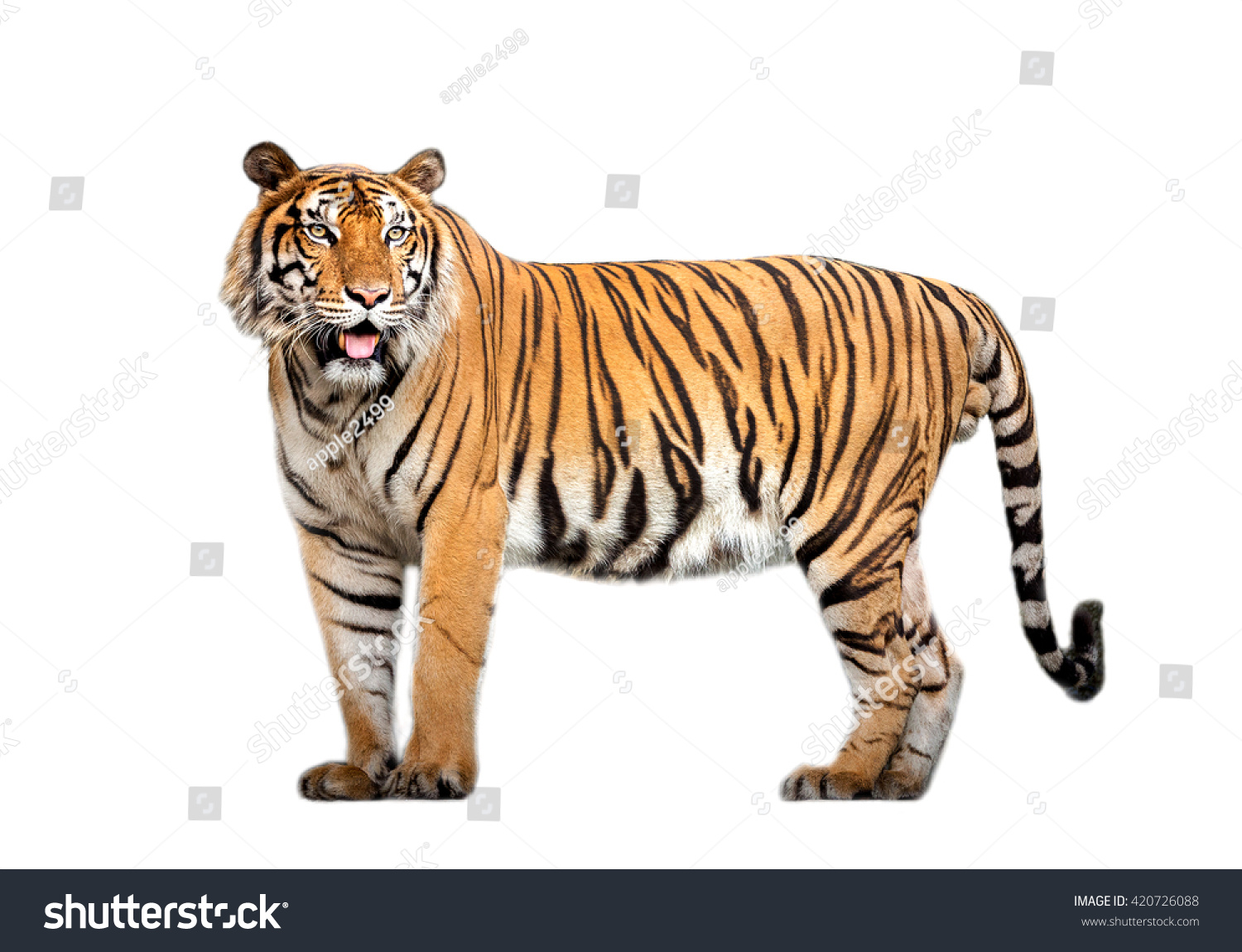 tiger action #420726088