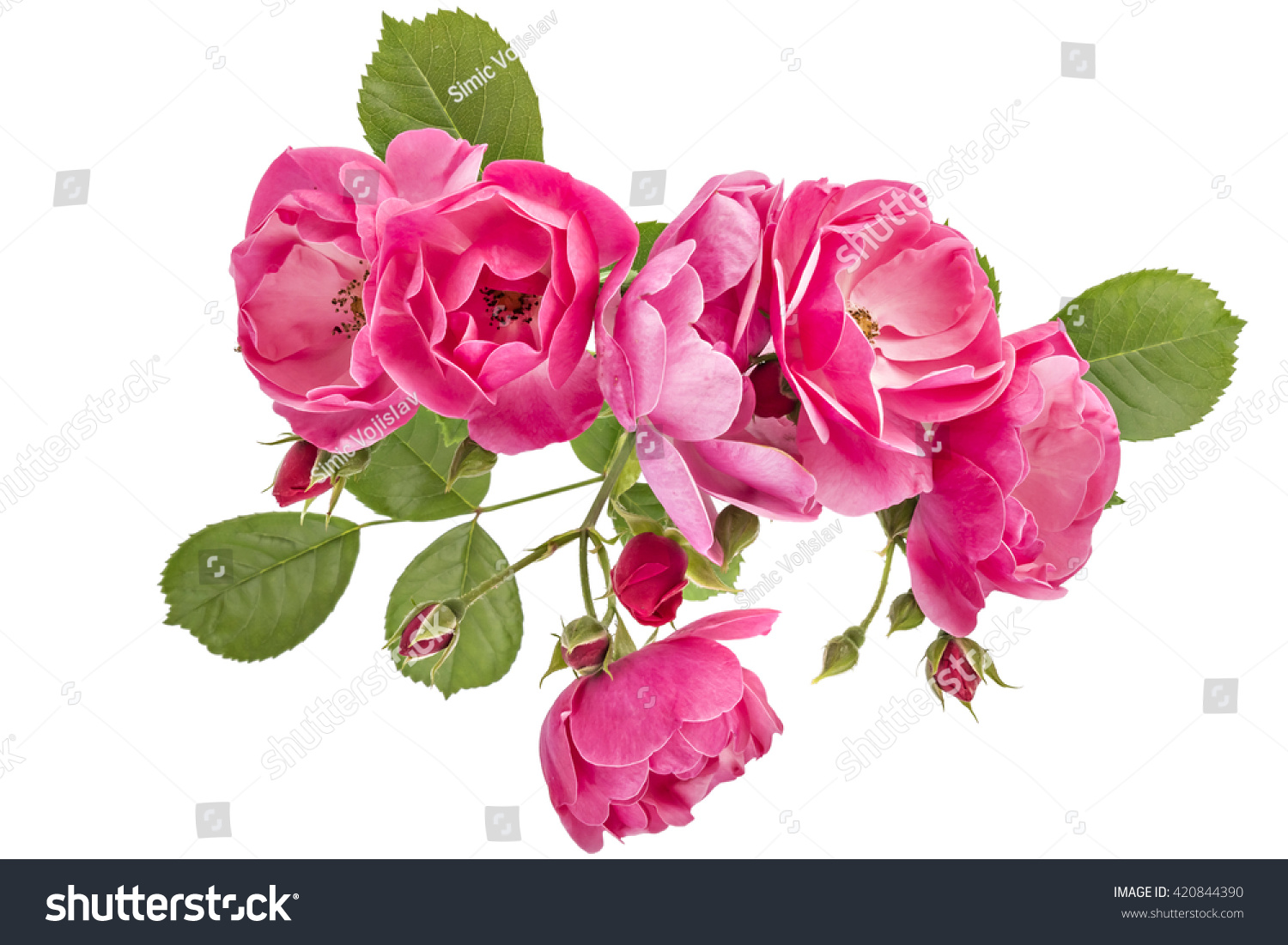 Flowering branch of pink wild rose flowers isolated on white #420844390