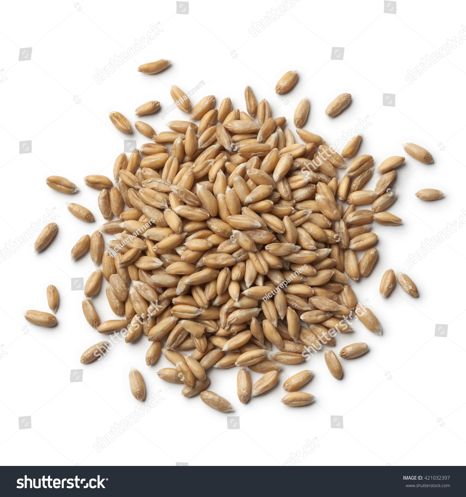 Heap of raw Spelt wheat  on white background #421032397