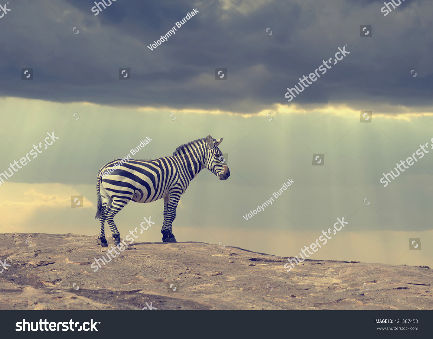 Zebra on stone in Africa, National park of Kenya #421387450