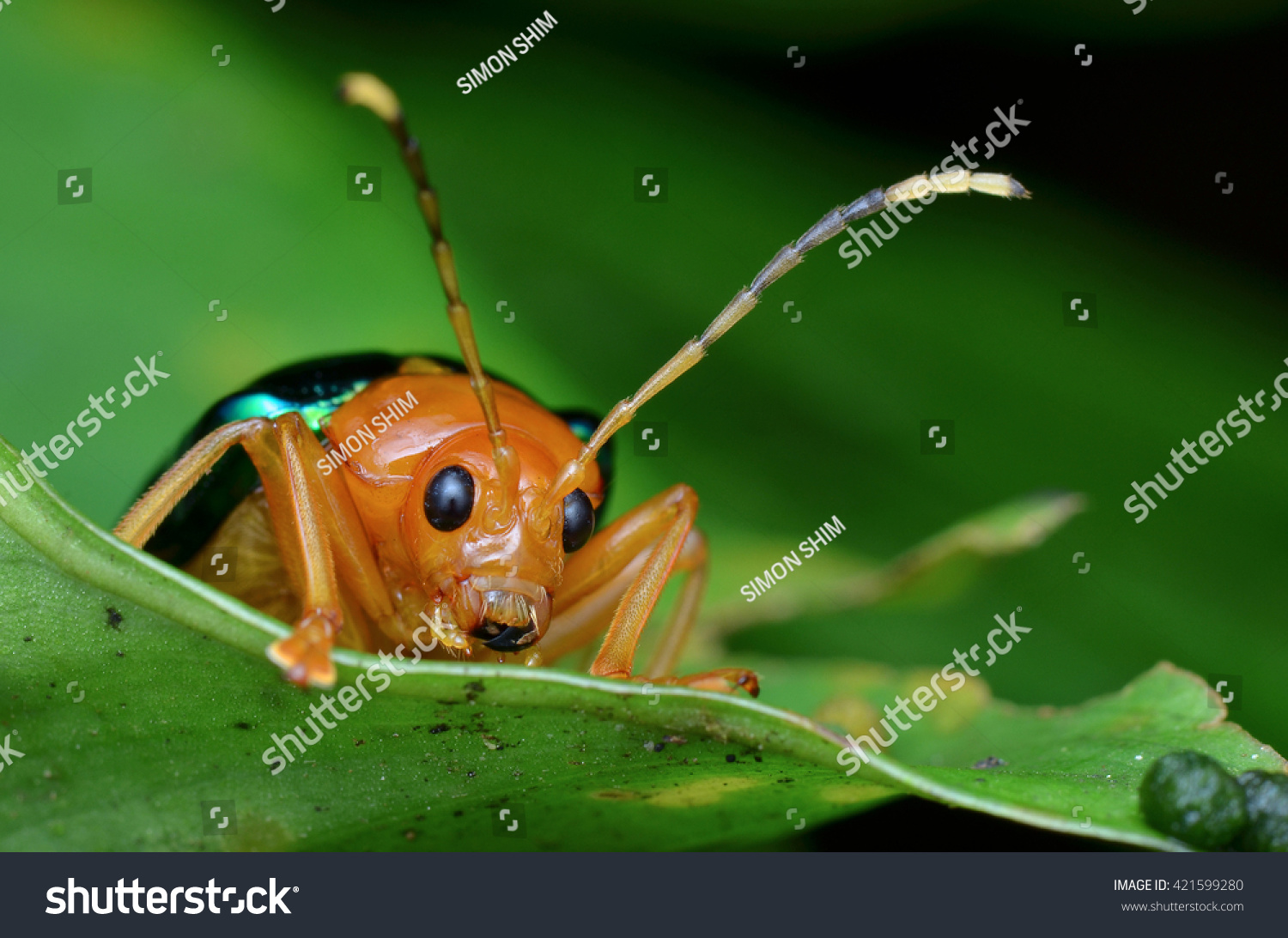 shiny leaf beetle #421599280