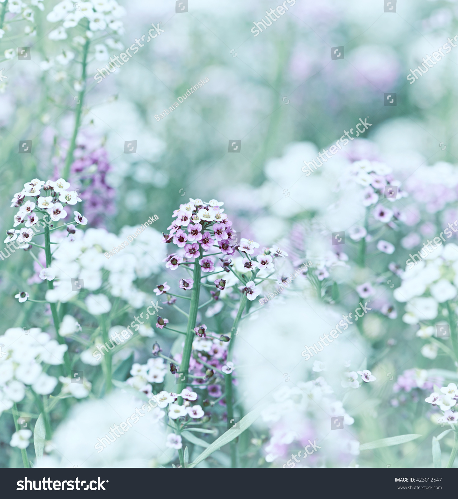 Sweet Alyssum (Lobularia maritima) #423012547