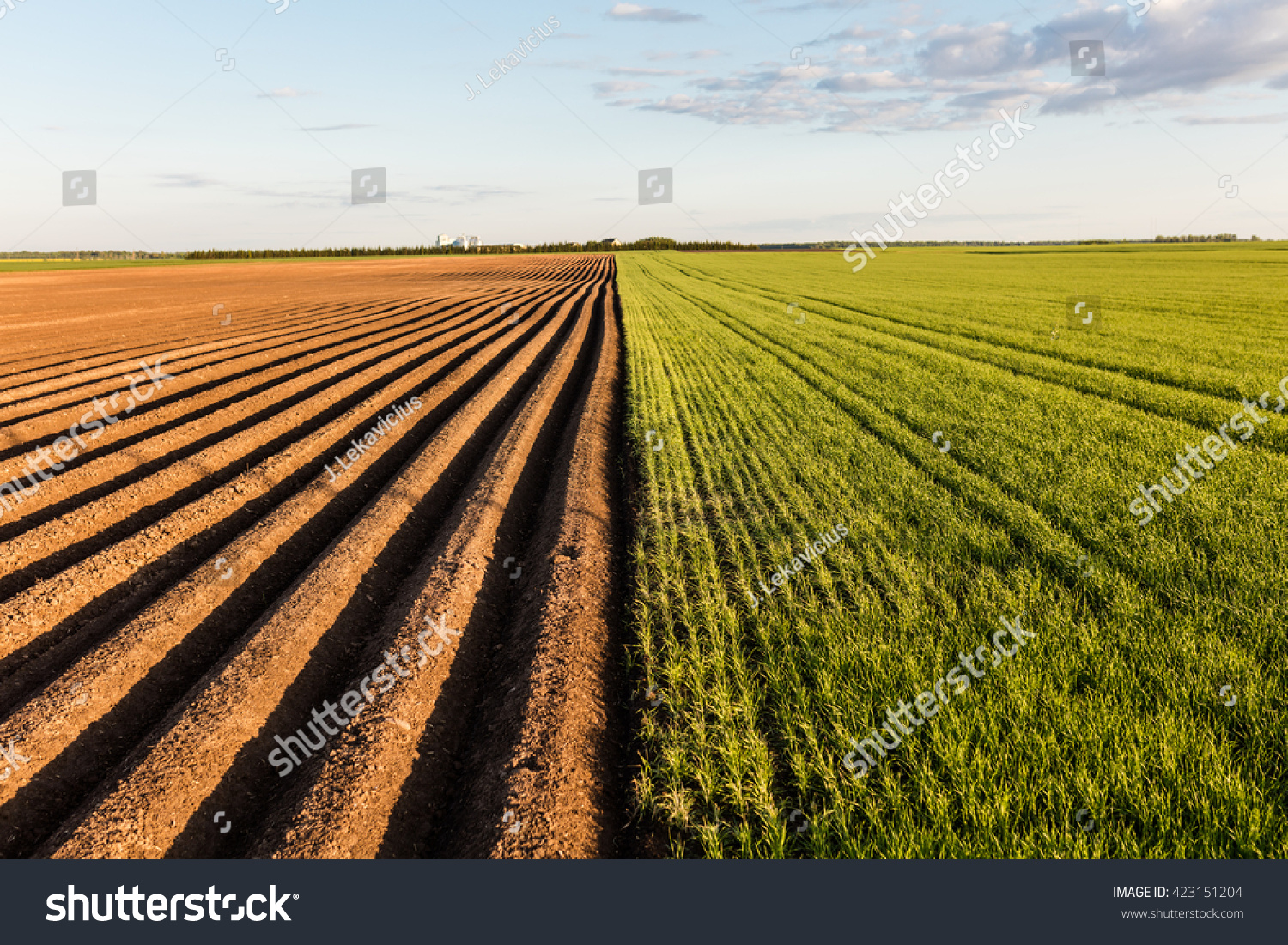 Furrows row pattern in a plowed field prepared for planting crops in spring. Growing wheat crop in springtime. Horizontal view in perspective with cloud and blue sky background. #423151204