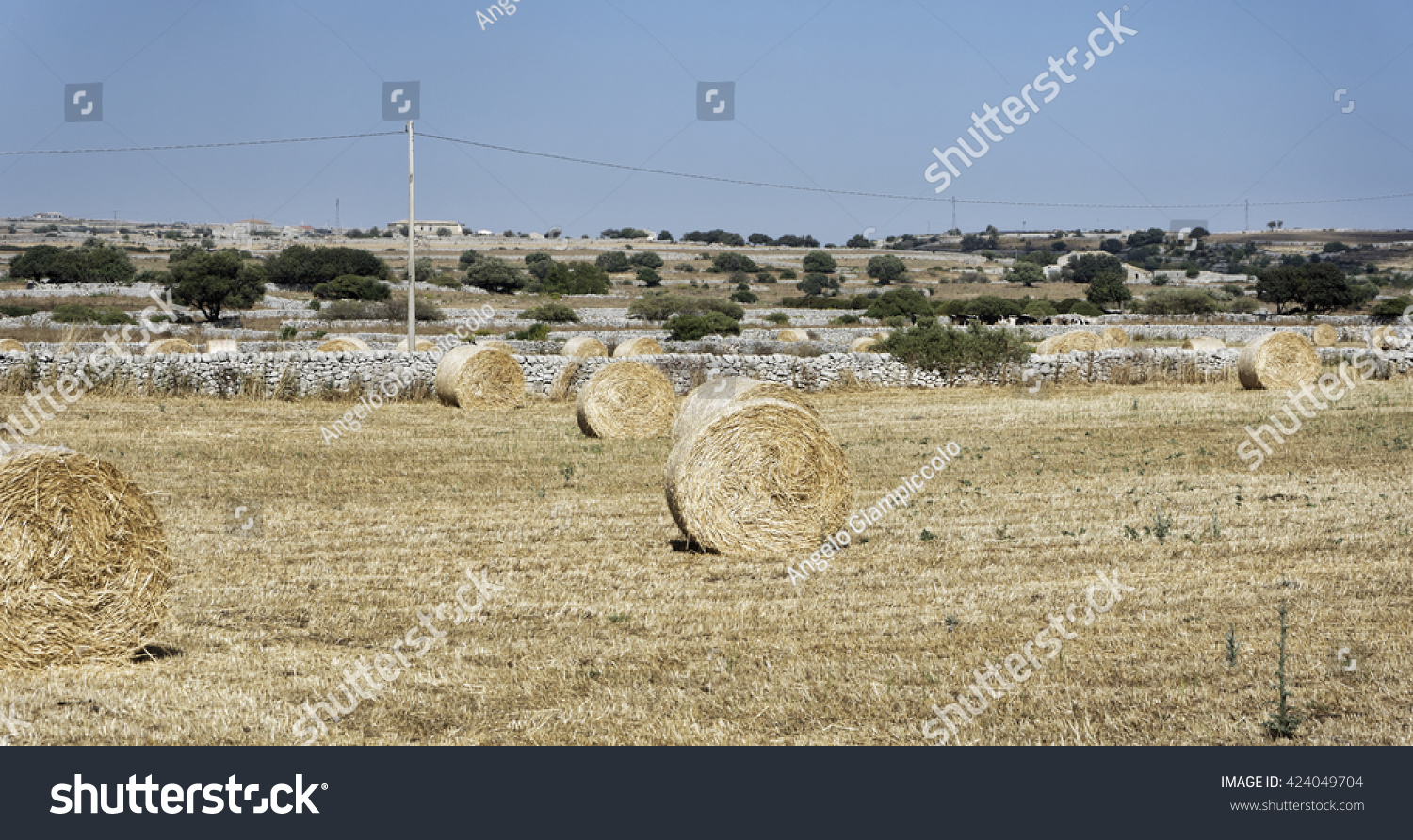 Italy, Sicily, Ragusa Province, countryside, harvested hay field #424049704