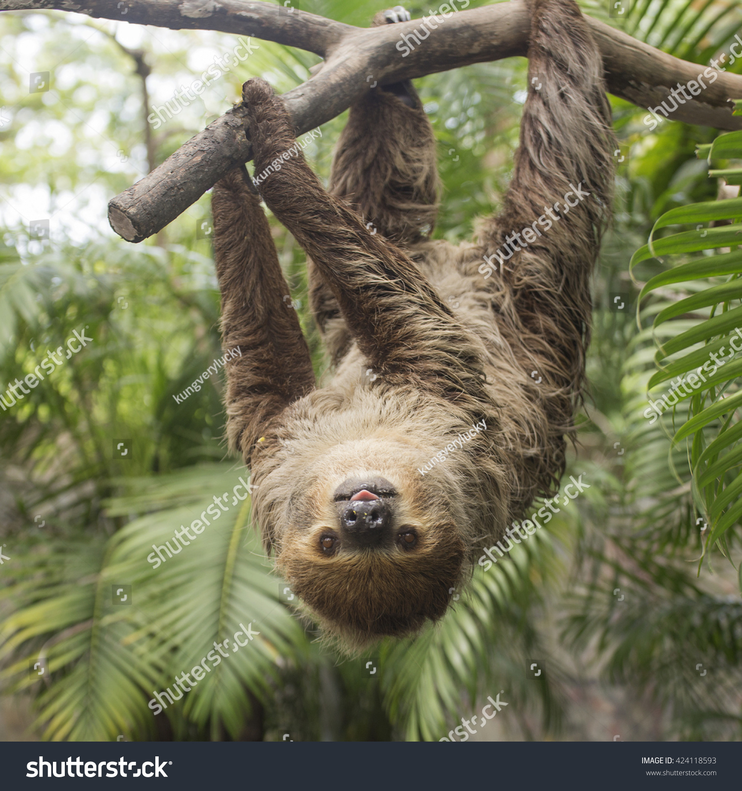 Young Hoffmann's two-toed sloth (Choloepus hoffmanni) on the tree #424118593