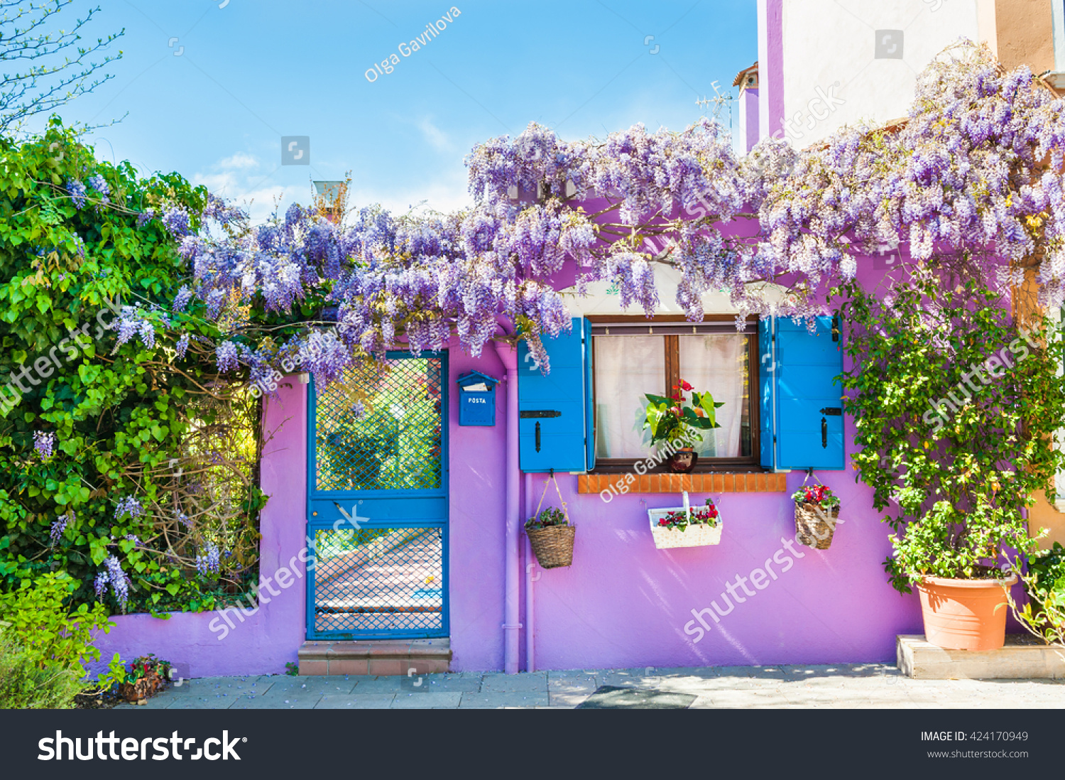 Violet house with violet flowers. Colorful houses in Burano island near Venice, Italy #424170949