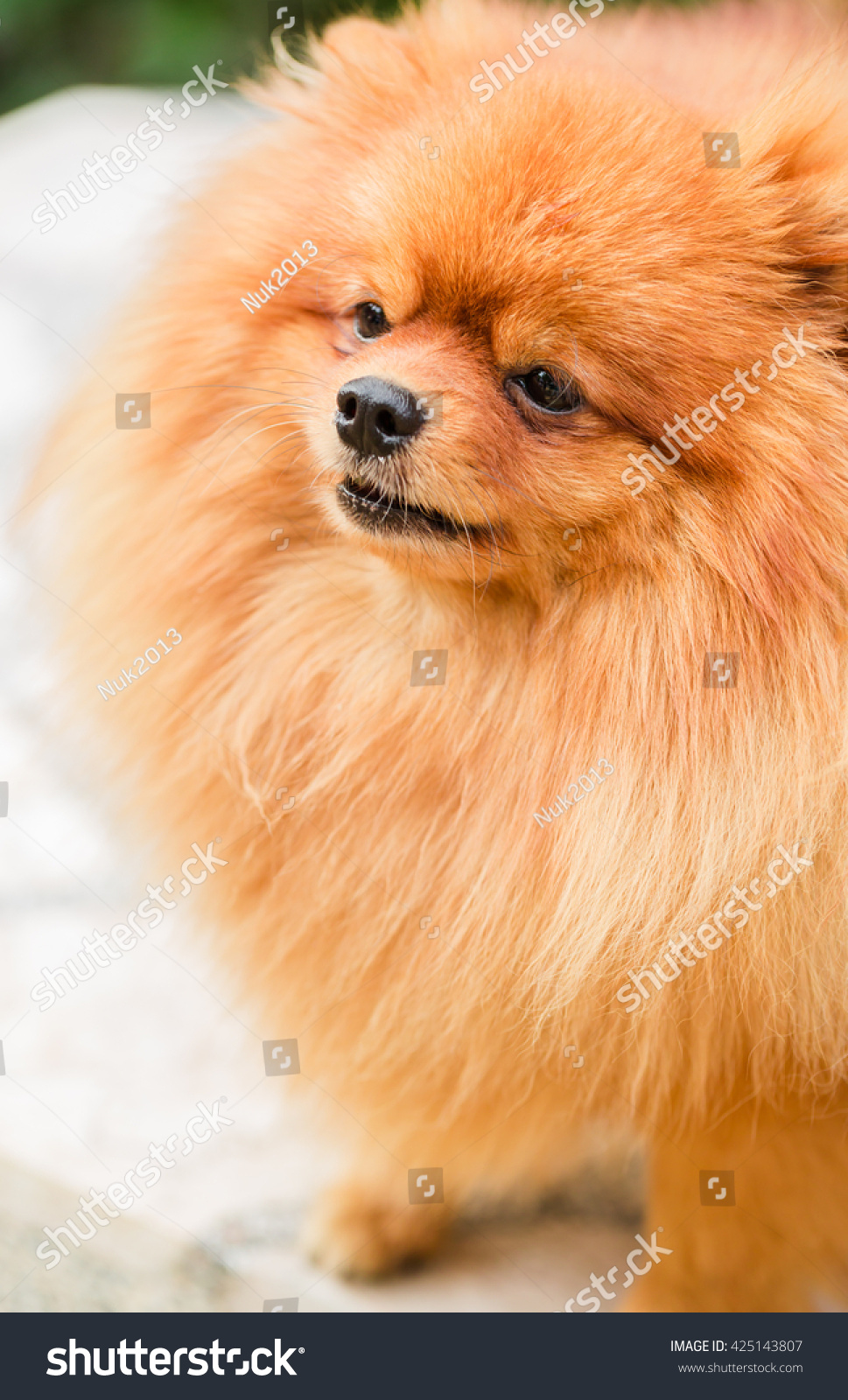 Brown pomeranian puppy dog #425143807
