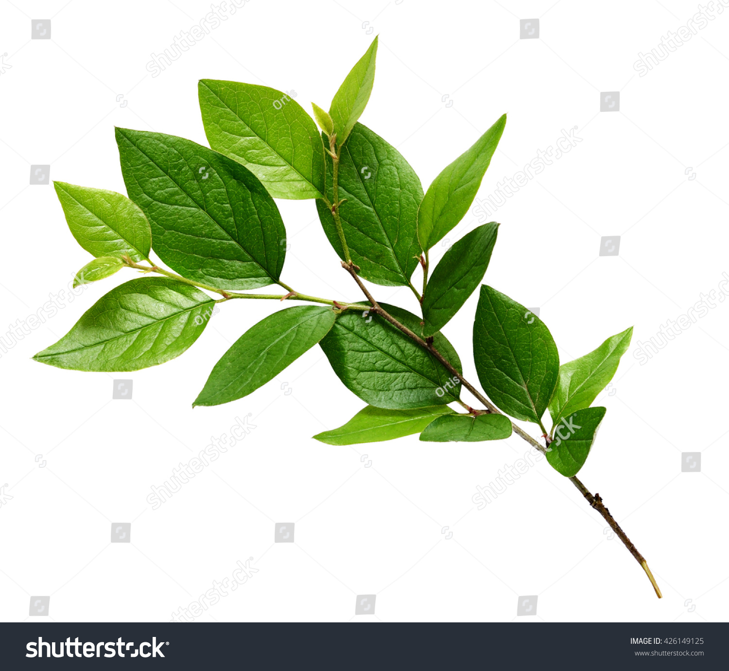 Twig with green leaves isolated on white #426149125