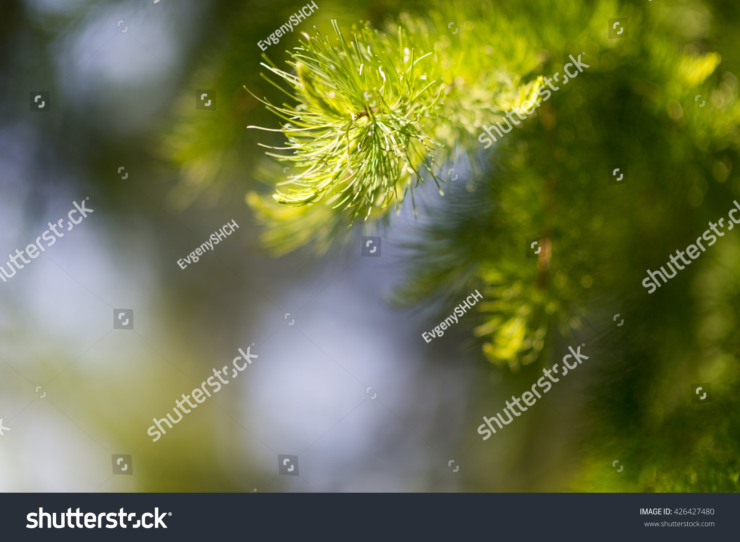 Nature background of sunny pine tree needles on branch at summer or spring day.  #426427480