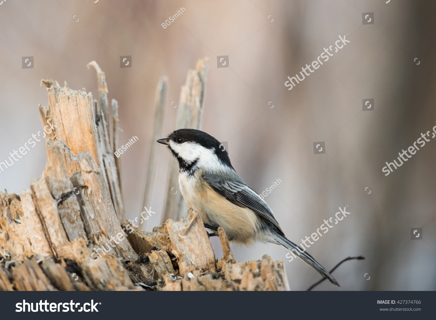 Chickadee perching on a tree in the springtime #427374766