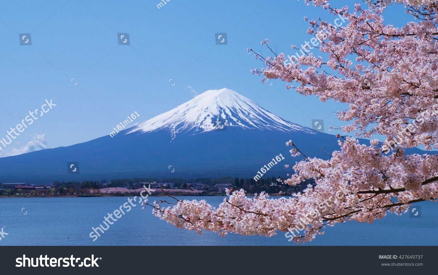 Mount Fuji and cherry-blossoms which are viewed from lake Kawaguchiko, Yamanashi, Japan #427649737