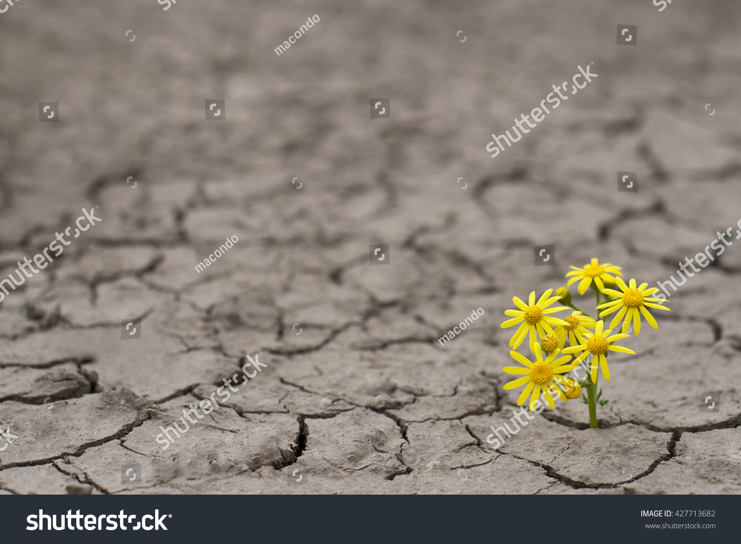 Horizontal side view of a lonely yellow flower growing on dried cracked soil #427713682