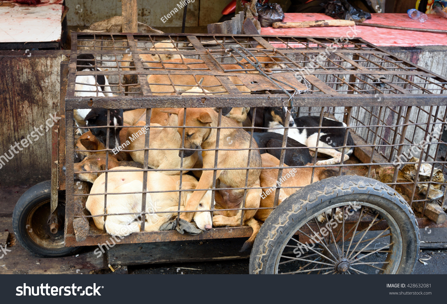 Dogs in cage awaiting slaughter on Tomohon Traditional Market. North Sulawesi. Indonesia #428632081
