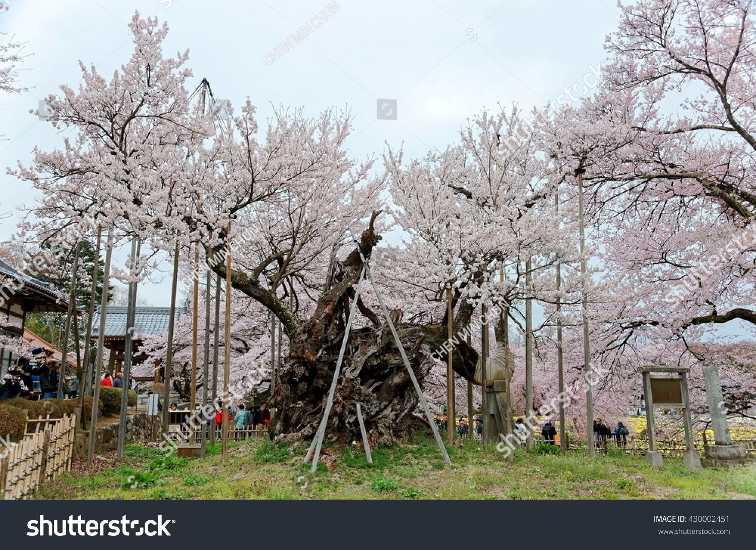 giant Jindai Sakura tree 