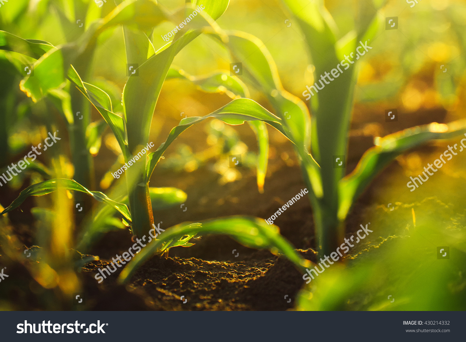Corn crops growing in field, sunlight flare, selective focus #430214332