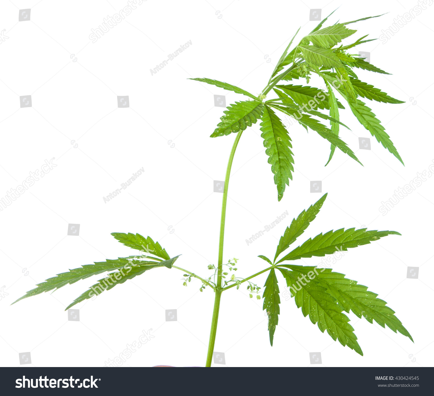 Bush cannabis isolated on white background #430424545