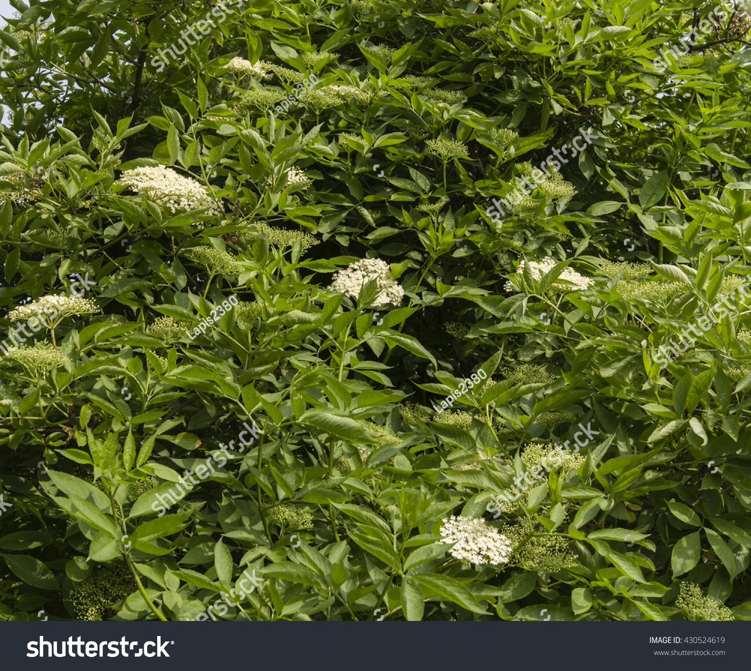 elderberry flowers on the bush #430524619