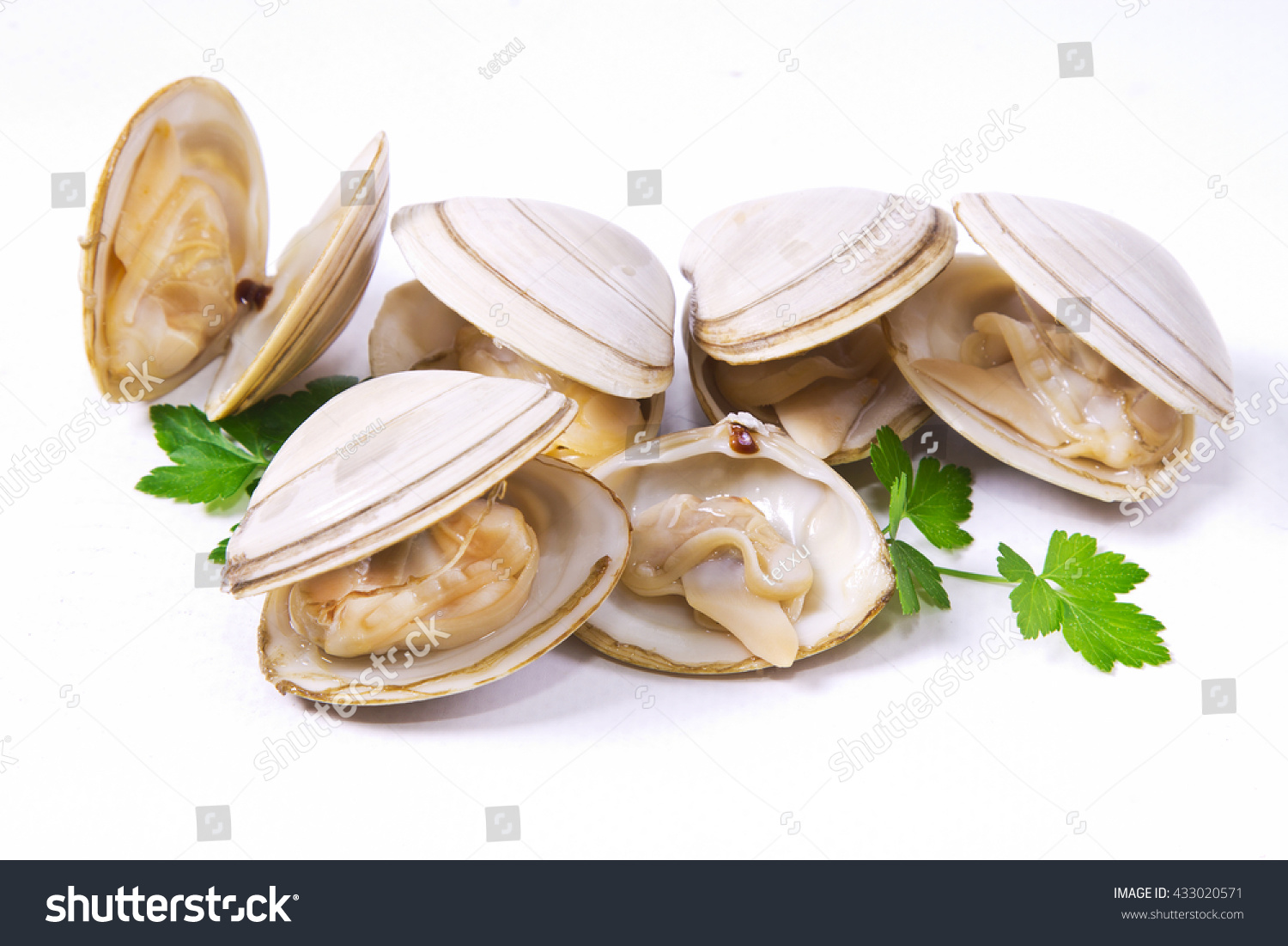 isolated clams #433020571