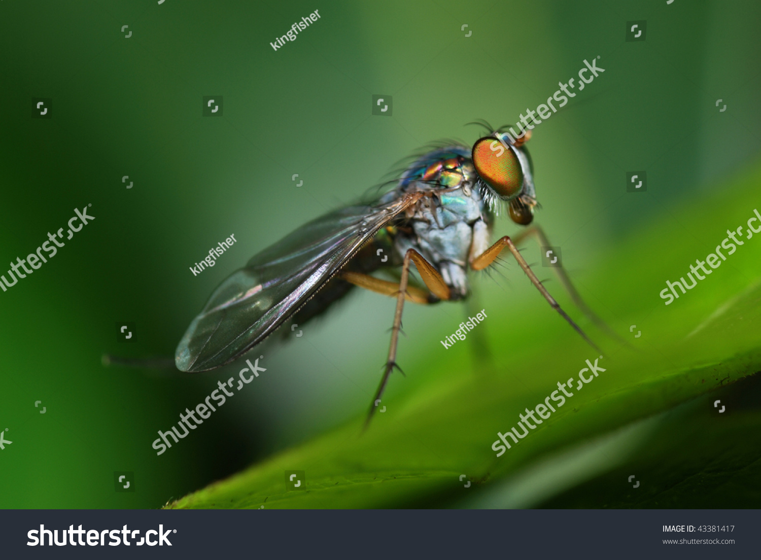 Long legged fly #43381417