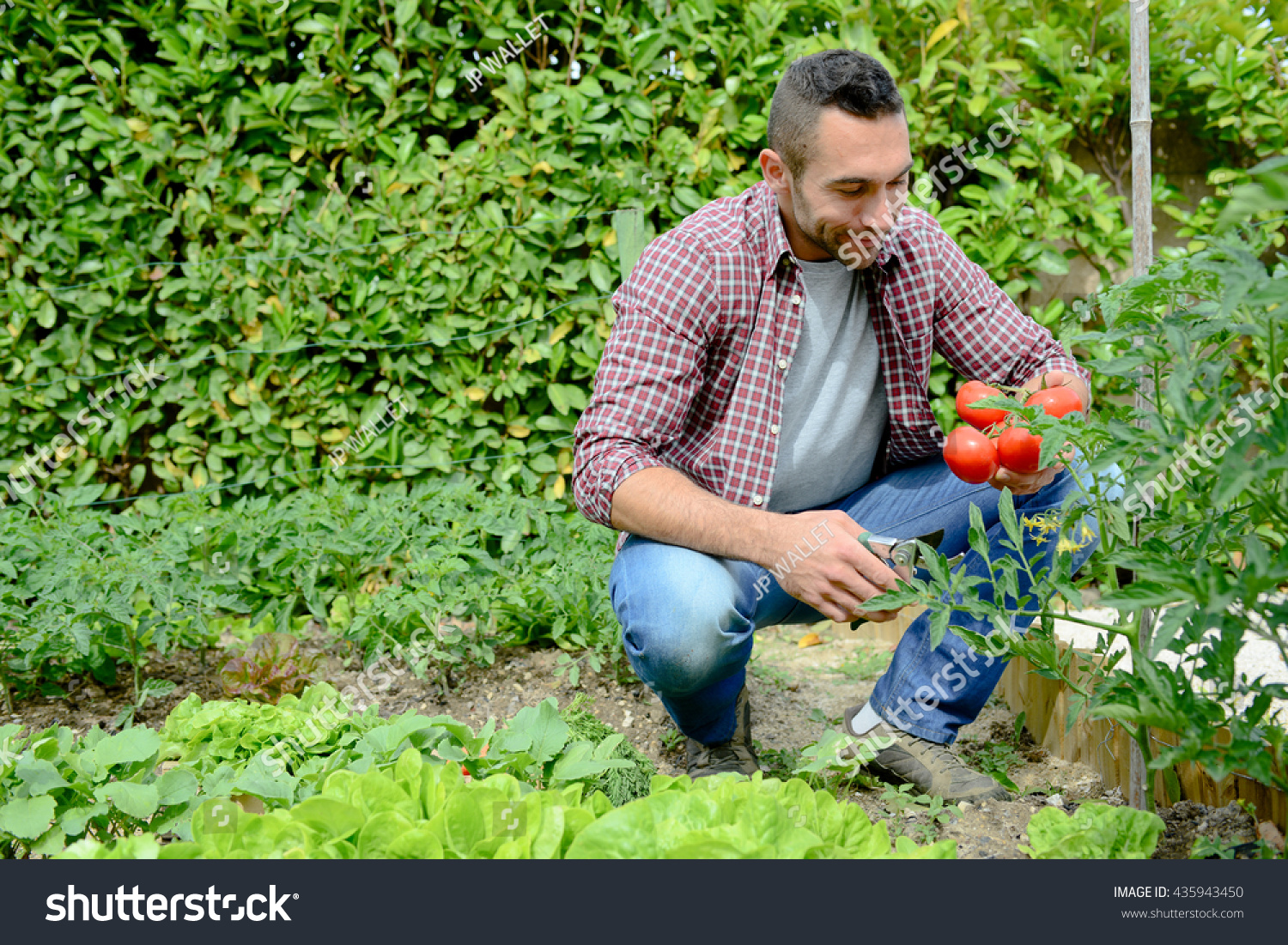 handsome young gardener growing organic bio vegetables  #435943450